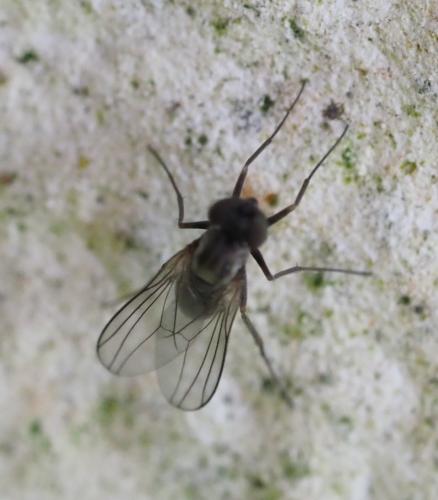 Medetera sp.